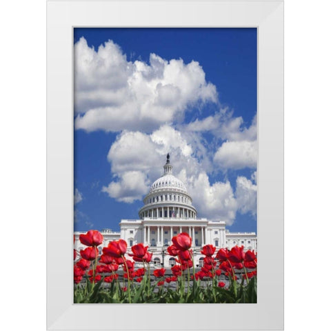 Washington DC, tulips by the Capitol building White Modern Wood Framed Art Print by Flaherty, Dennis