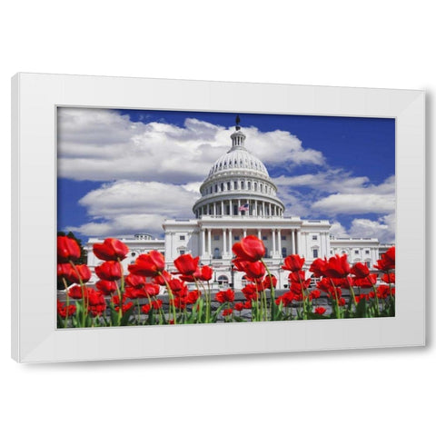 Tulips by the Capitol building, Washington DC White Modern Wood Framed Art Print by Flaherty, Dennis