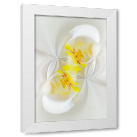 White Orchid flower-Florida White Modern Wood Framed Art Print by Jones, Adam