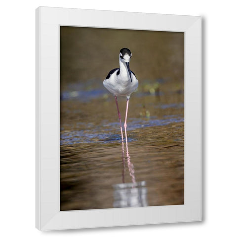 Black-necked stilt-Myakka River State Park-Florida White Modern Wood Framed Art Print by Jones, Adam