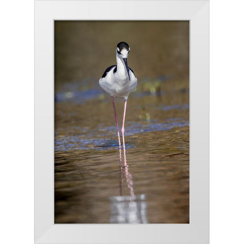 Black-necked stilt-Myakka River State Park-Florida White Modern Wood Framed Art Print by Jones, Adam