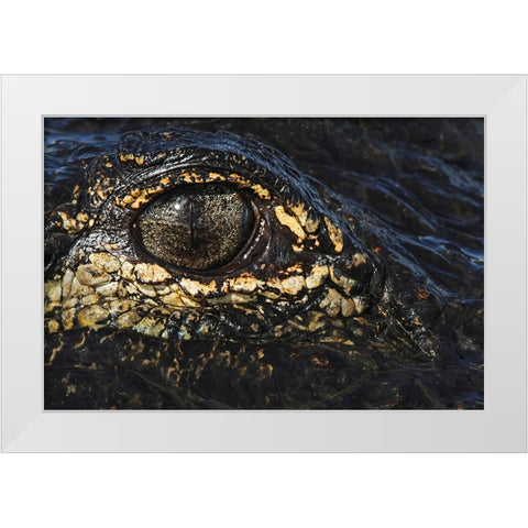 American alligator eyeball close-up from eye level with water-Myakka River State Park-Florida White Modern Wood Framed Art Print by Jones, Adam