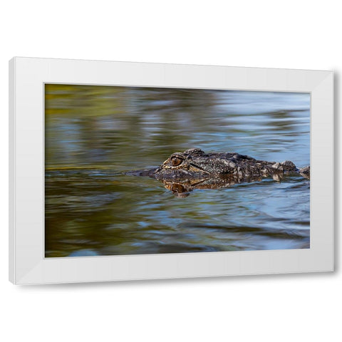 American alligator from eye level with water-Myakka River State Park-Florida White Modern Wood Framed Art Print by Jones, Adam