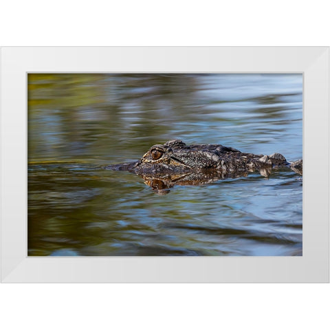 American alligator from eye level with water-Myakka River State Park-Florida White Modern Wood Framed Art Print by Jones, Adam