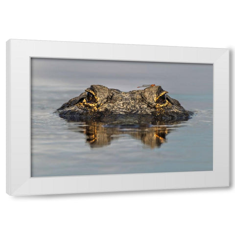 American alligator from eye level with water-Myakka River State Park-Florida White Modern Wood Framed Art Print by Jones, Adam