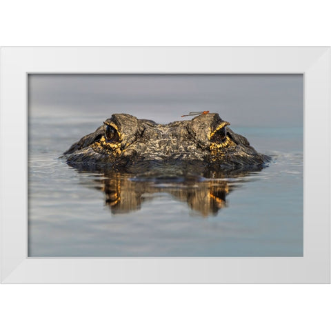 American alligator from eye level with water-Myakka River State Park-Florida White Modern Wood Framed Art Print by Jones, Adam