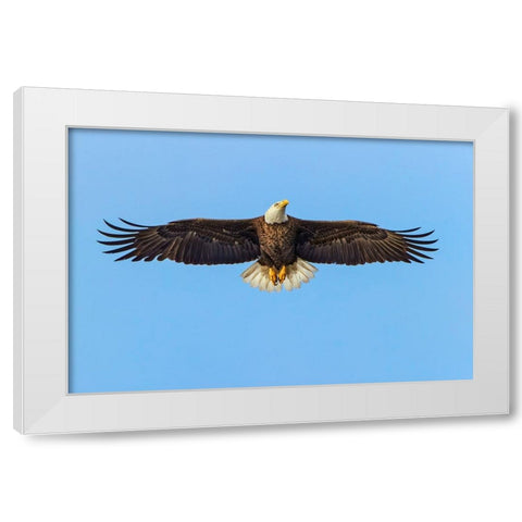 Bald eagle flying-Florida White Modern Wood Framed Art Print by Jones, Adam