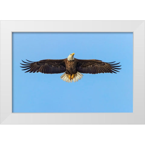 Bald eagle flying-Florida White Modern Wood Framed Art Print by Jones, Adam