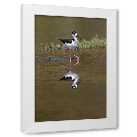 Black-necked stilt-Myakka River State Park-Florida White Modern Wood Framed Art Print by Jones, Adam