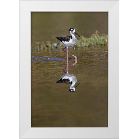 Black-necked stilt-Myakka River State Park-Florida White Modern Wood Framed Art Print by Jones, Adam