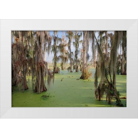 Cypress trees draped in Spanish moss-Circle B Ranch-Polk County-Florida White Modern Wood Framed Art Print by Jones, Adam