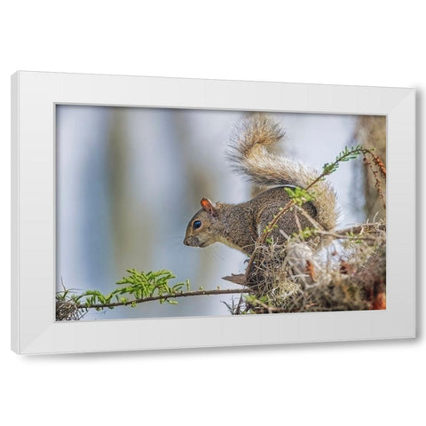 Eastern gray squirrel-Circle B Ranch-Florida White Modern Wood Framed Art Print by Jones, Adam