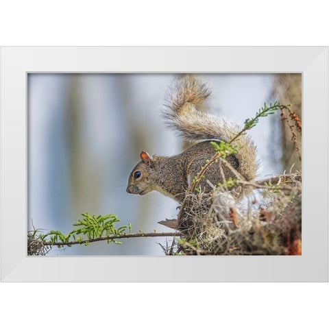 Eastern gray squirrel-Circle B Ranch-Florida White Modern Wood Framed Art Print by Jones, Adam