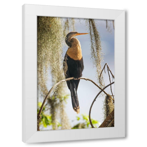 Female Anhinga Circle B Ranch-Florida White Modern Wood Framed Art Print by Jones, Adam