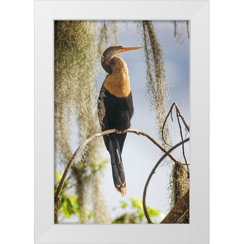 Female Anhinga Circle B Ranch-Florida White Modern Wood Framed Art Print by Jones, Adam