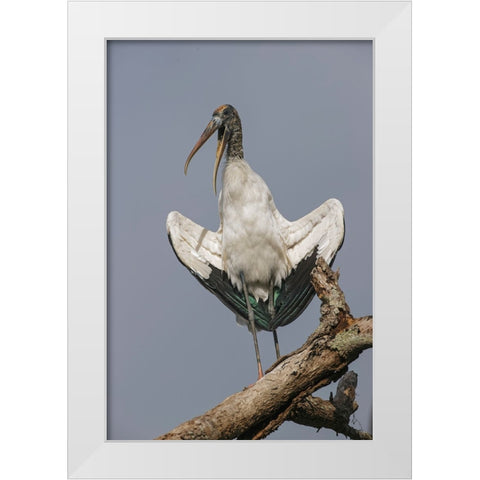 Wood stork-Circle B Ranch-Florida White Modern Wood Framed Art Print by Jones, Adam