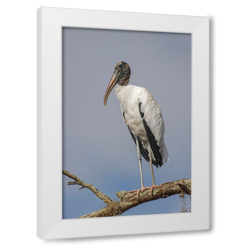 Wood stork-Circle B Ranch-Florida White Modern Wood Framed Art Print by Jones, Adam