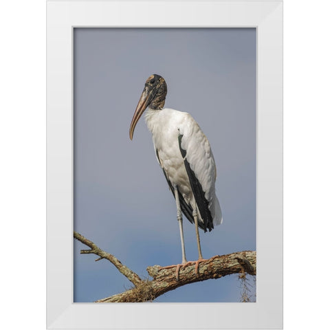 Wood stork-Circle B Ranch-Florida White Modern Wood Framed Art Print by Jones, Adam