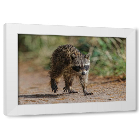 Raccoon walking-Circle B Ranch-Florida White Modern Wood Framed Art Print by Jones, Adam