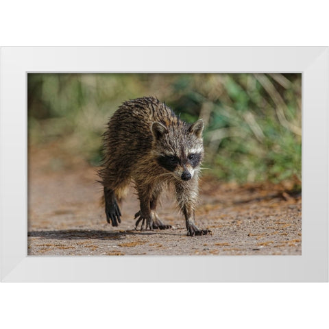 Raccoon walking-Circle B Ranch-Florida White Modern Wood Framed Art Print by Jones, Adam