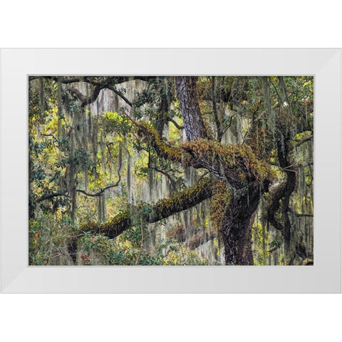 Live oak trees draped in Spanish moss-Polk County-Florida White Modern Wood Framed Art Print by Jones, Adam