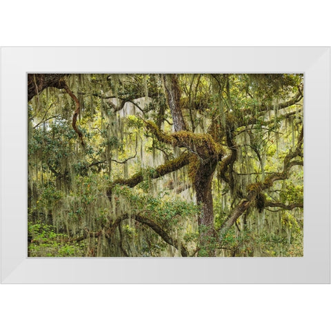 Live oak trees draped in Spanish moss-Polk County-Florida White Modern Wood Framed Art Print by Jones, Adam