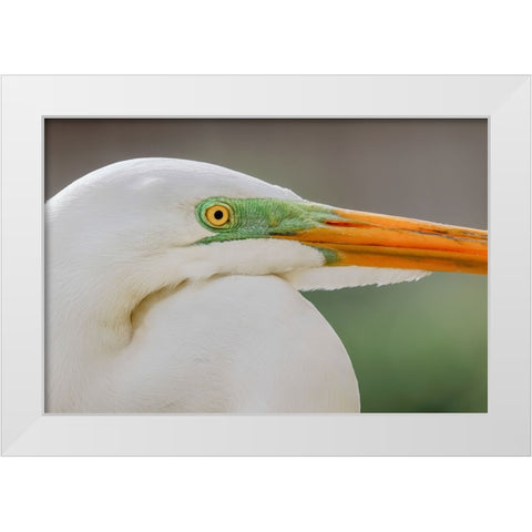 Great egret in breeding plumage-south Florida White Modern Wood Framed Art Print by Jones, Adam