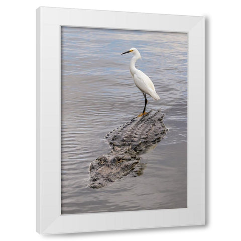 Snowy Egret riding on top of American alligator-Florida White Modern Wood Framed Art Print by Jones, Adam
