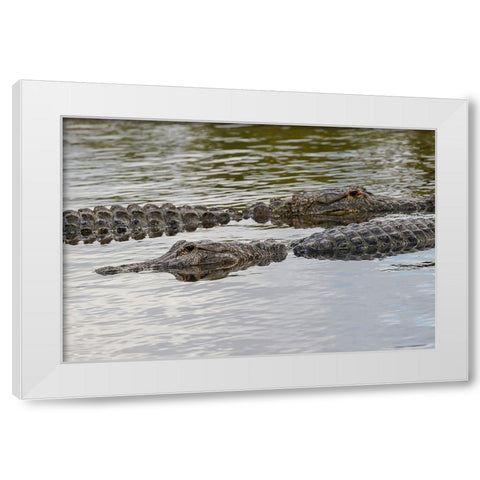 American alligators-Myakka River State Park-Florida White Modern Wood Framed Art Print by Jones, Adam