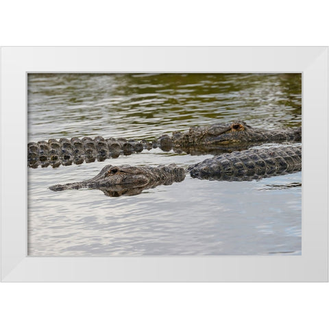 American alligators-Myakka River State Park-Florida White Modern Wood Framed Art Print by Jones, Adam