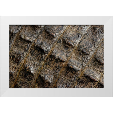 American alligator scale pattern close-up-Myakka River State Park-Florida White Modern Wood Framed Art Print by Jones, Adam