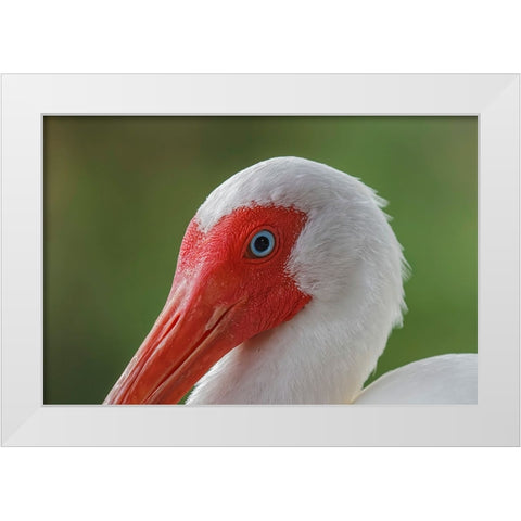 American white ibis Myakka River State Park-Florida White Modern Wood Framed Art Print by Jones, Adam
