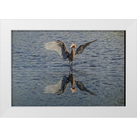 Reddish egret fishing-Merritt Island National Wildlife Refuge-Florida White Modern Wood Framed Art Print by Jones, Adam