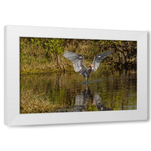 Reddish egret fishing-Merritt Island National Wildlife Refuge-Florida White Modern Wood Framed Art Print by Jones, Adam