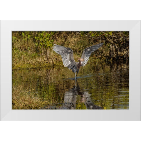 Reddish egret fishing-Merritt Island National Wildlife Refuge-Florida White Modern Wood Framed Art Print by Jones, Adam