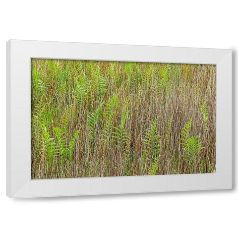Ferns and grass pattern-Merritt Island National Wildlife Refuge-Florida White Modern Wood Framed Art Print by Jones, Adam