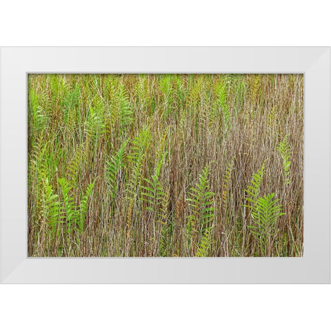 Ferns and grass pattern-Merritt Island National Wildlife Refuge-Florida White Modern Wood Framed Art Print by Jones, Adam