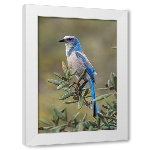 Florida scrub jay-Merritt Island National Wildlife Refuge-Florida White Modern Wood Framed Art Print by Jones, Adam