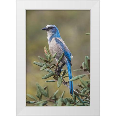 Florida scrub jay-Merritt Island National Wildlife Refuge-Florida White Modern Wood Framed Art Print by Jones, Adam