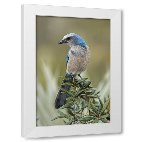 Florida scrub jay-Merritt Island National Wildlife Refuge-Florida White Modern Wood Framed Art Print by Jones, Adam