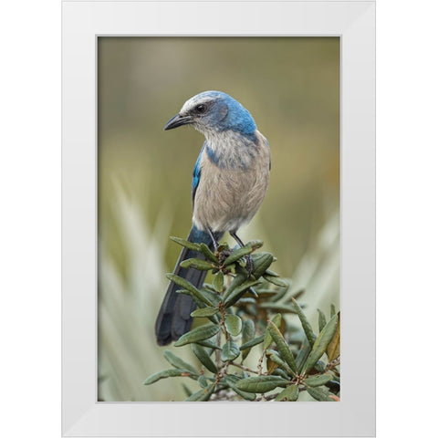 Florida scrub jay-Merritt Island National Wildlife Refuge-Florida White Modern Wood Framed Art Print by Jones, Adam