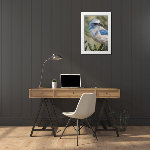 Florida scrub jay-Merritt Island National Wildlife Refuge-Florida White Modern Wood Framed Art Print by Jones, Adam