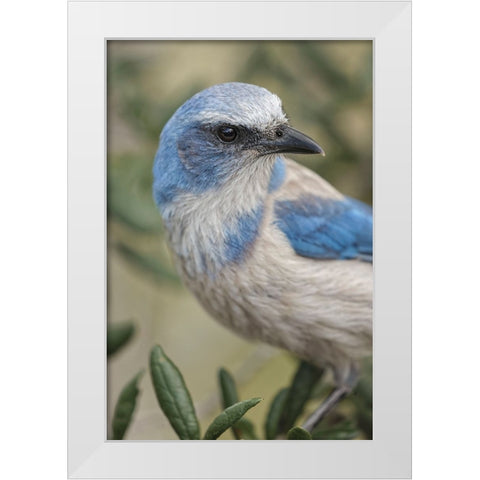 Florida scrub jay-Merritt Island National Wildlife Refuge-Florida White Modern Wood Framed Art Print by Jones, Adam