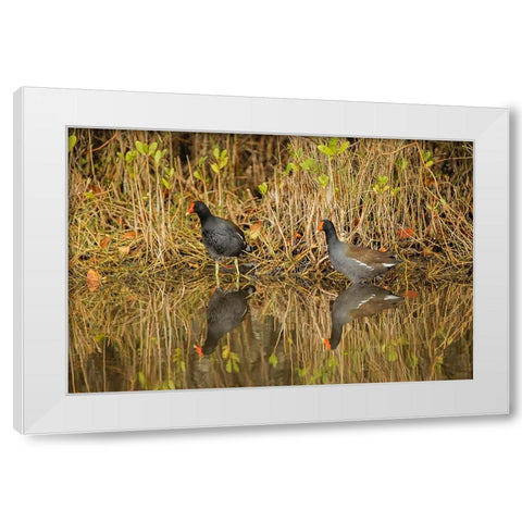Pair of Moorhens-Merritt Island National Wildlife Refuge-Florida White Modern Wood Framed Art Print by Jones, Adam