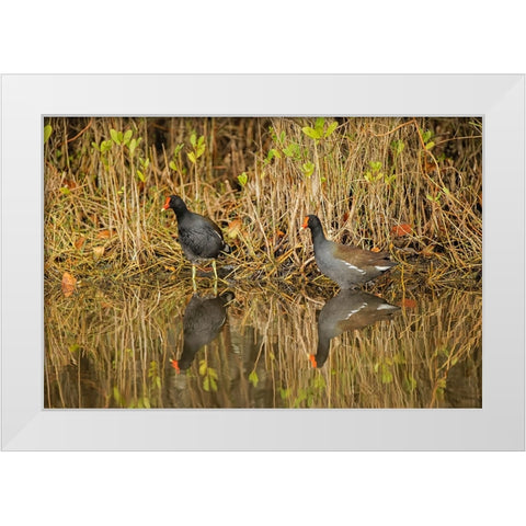 Pair of Moorhens-Merritt Island National Wildlife Refuge-Florida White Modern Wood Framed Art Print by Jones, Adam