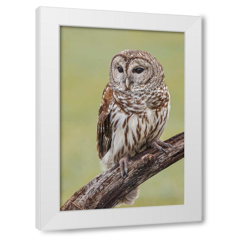 Barred owl-Strix varia-Florida White Modern Wood Framed Art Print by Jones, Adam