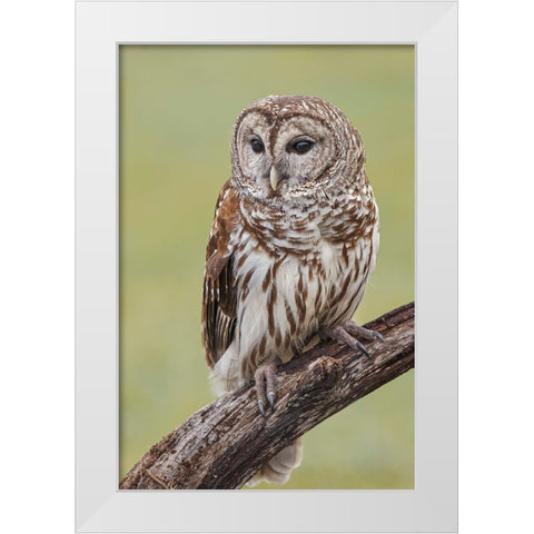 Barred owl-Strix varia-Florida White Modern Wood Framed Art Print by Jones, Adam