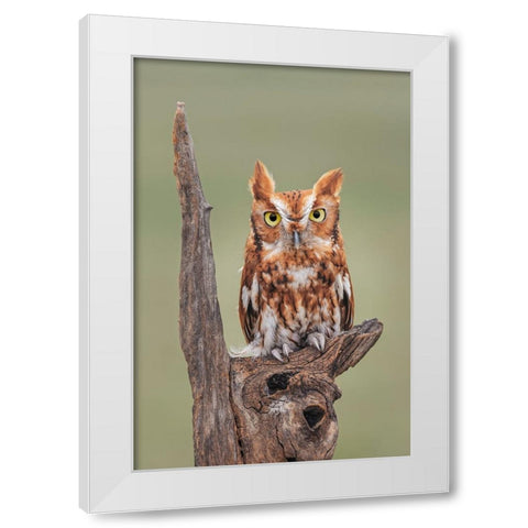 Eastern screech owl-Florida White Modern Wood Framed Art Print by Jones, Adam