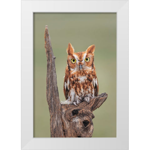Eastern screech owl-Florida White Modern Wood Framed Art Print by Jones, Adam