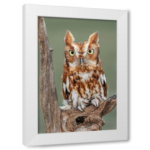 Eastern screech owl-Florida White Modern Wood Framed Art Print by Jones, Adam